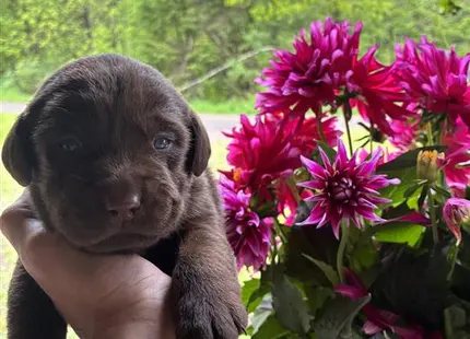 a person holding a labrador retriever puppy